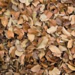 fall leaves compost method